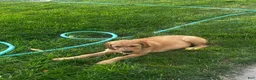 Mixed Breed dogs for sale: Golden Doodle - Ad 4
