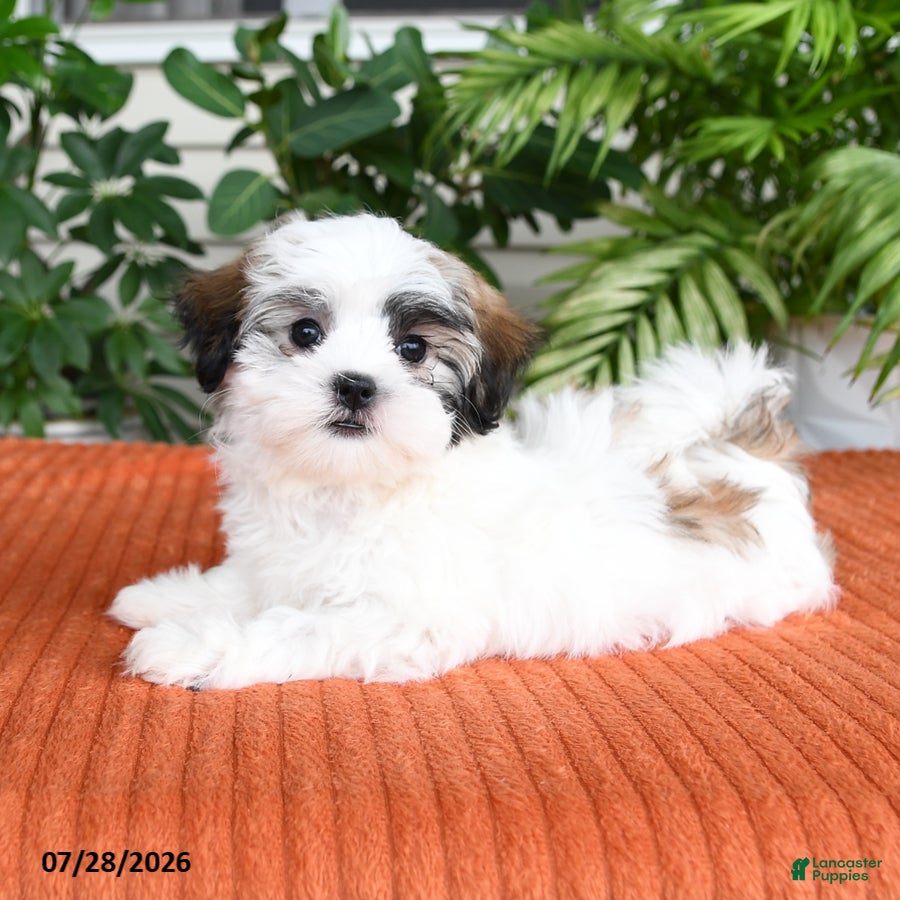 Malshi dogs Hazel - Ad 2