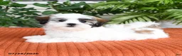 Malshi dogs for sale: Hazel - Ad 2