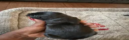 Cane Corso dogs for sale: Cane Corso Puppy 2 - Ad 6