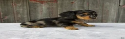 Miniature Dachshund dogs for sale: Mali - Ad 6