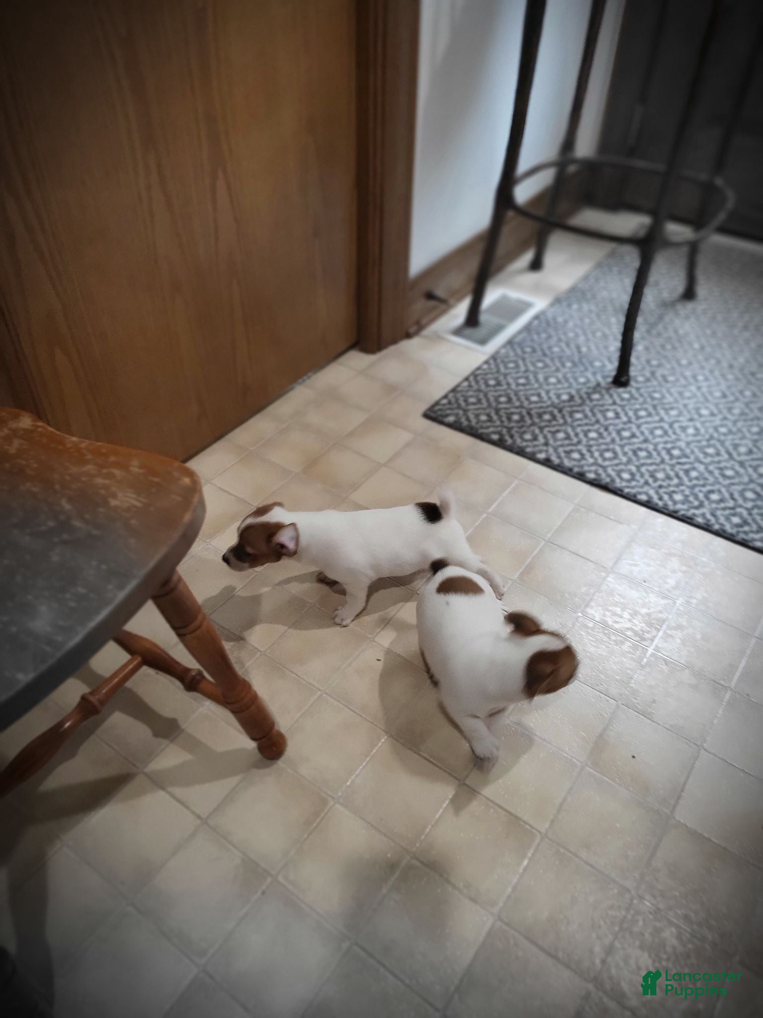Jack Russell Terrier dogs Jack Russell Terrier 2 - Ad 2
