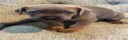 Cane Corso dogs for sale: Cane Corso 2 - Ad 1