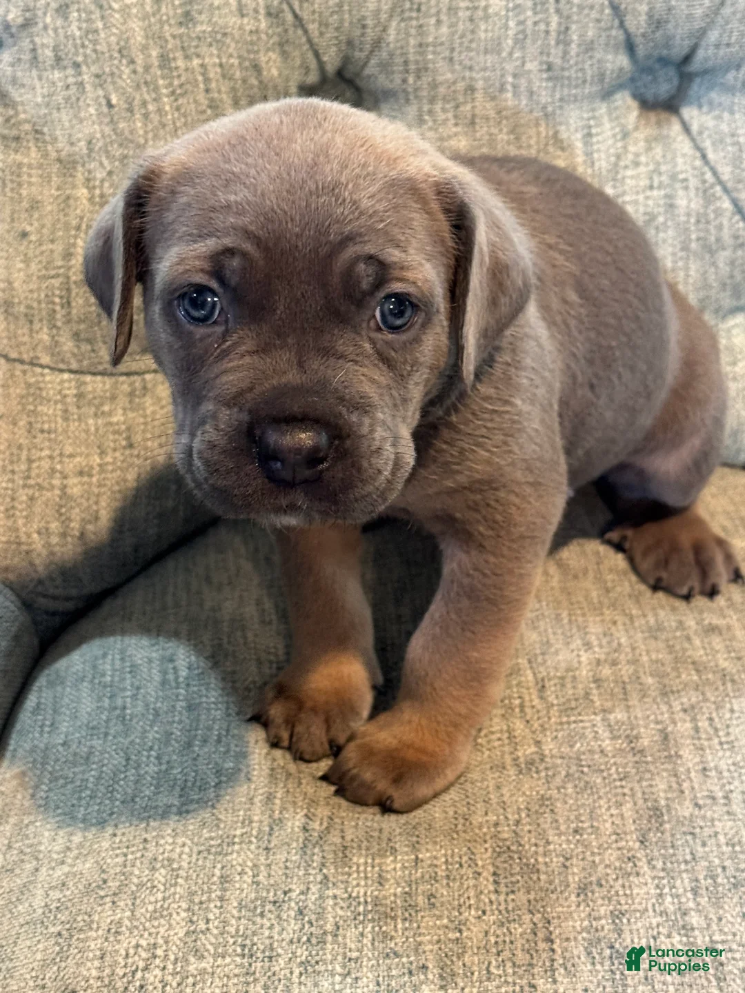 Cane Corso dogs for sale: Cane Corso 2 - Ad 1