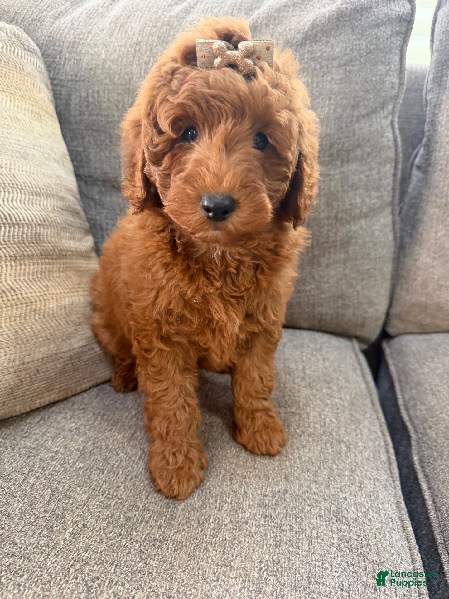 Mini Goldendoodle dogs for sale: Mini Goldendoodle 1 - Ad 2