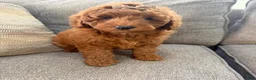 Mini Goldendoodle dogs for sale: Mini Goldendoodle 1 - Ad 2