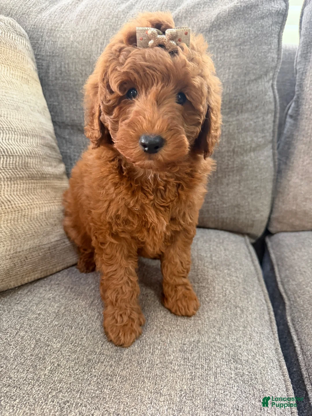 Mini Goldendoodle dogs for sale: Mini Goldendoodle 1 - Ad 2