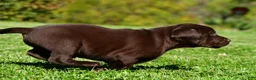 Labrador Retriever dogs for sale: Charles - Ad 7