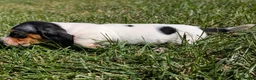 Miniature Dachshund dogs for sale: Churro - Ad 5