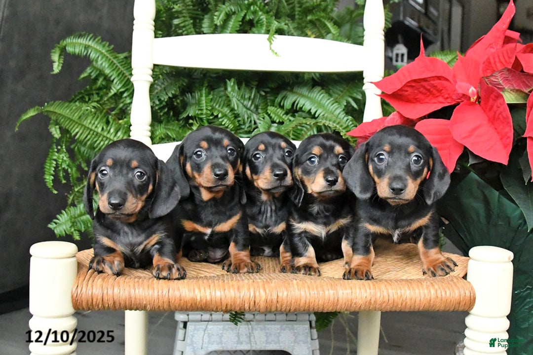 Miniature Dachshund dogs for sale: Dream  - Ad 5