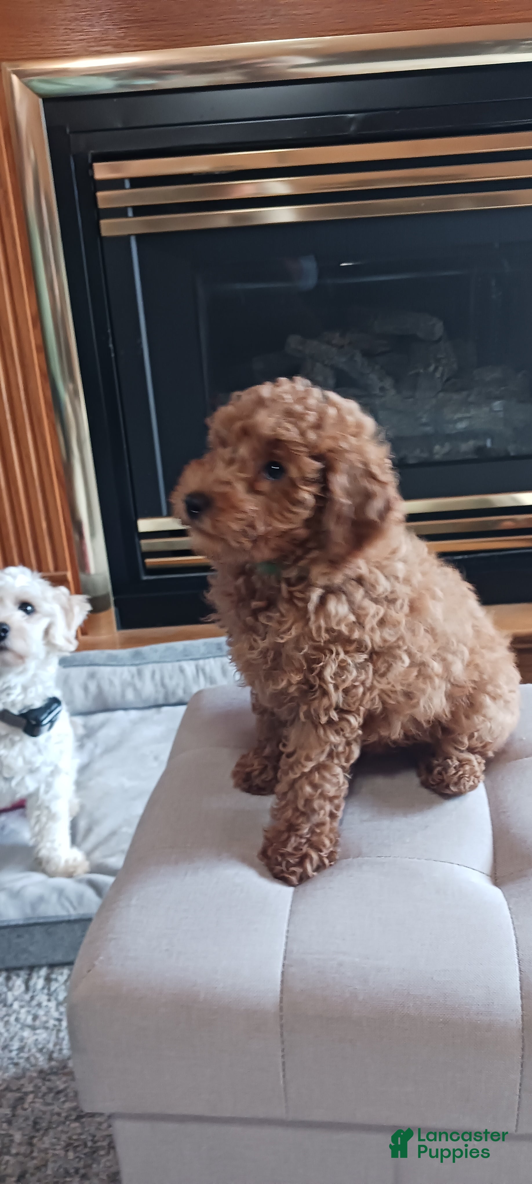Maltipoo dogs Rex - Ad 17