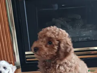 Maltipoo dogs Rex - Ad 17