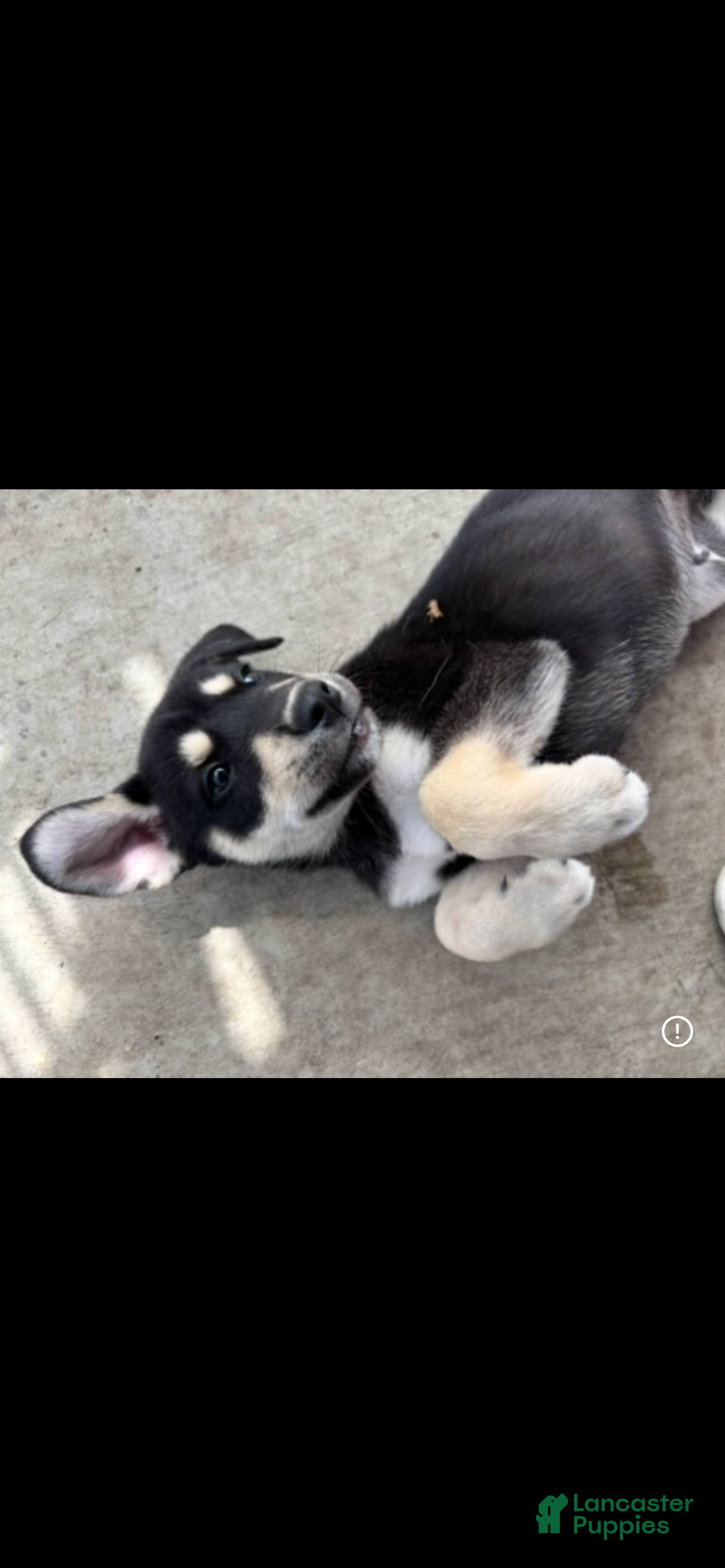 Mixed Breed dogs Mixed Breed Puppy 3 - Ad 28