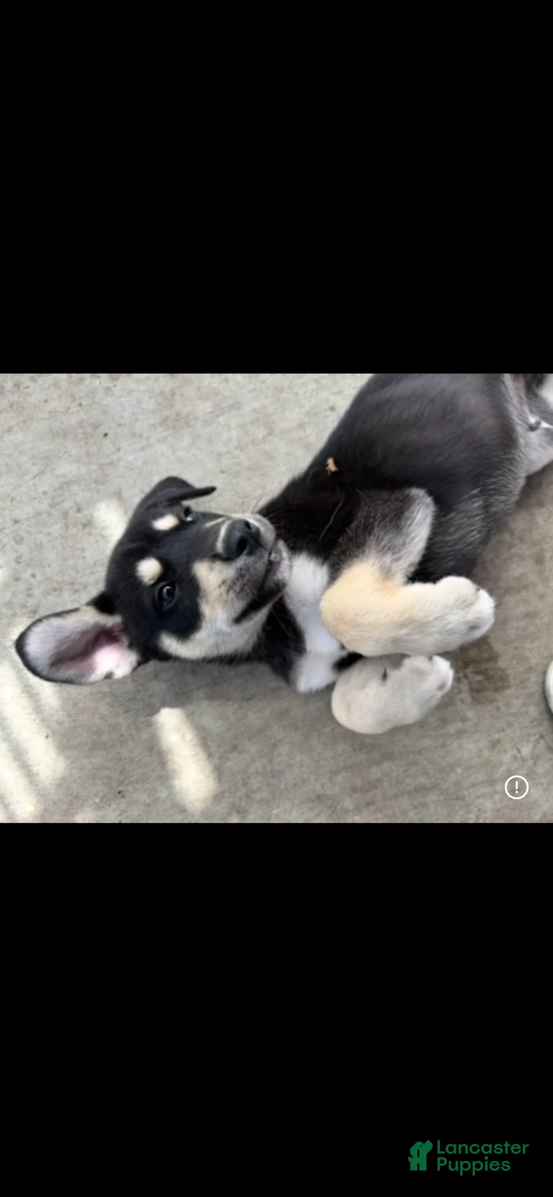 Mixed Breed dogs for sale: Mixed Breed Puppy 3 - Ad 1