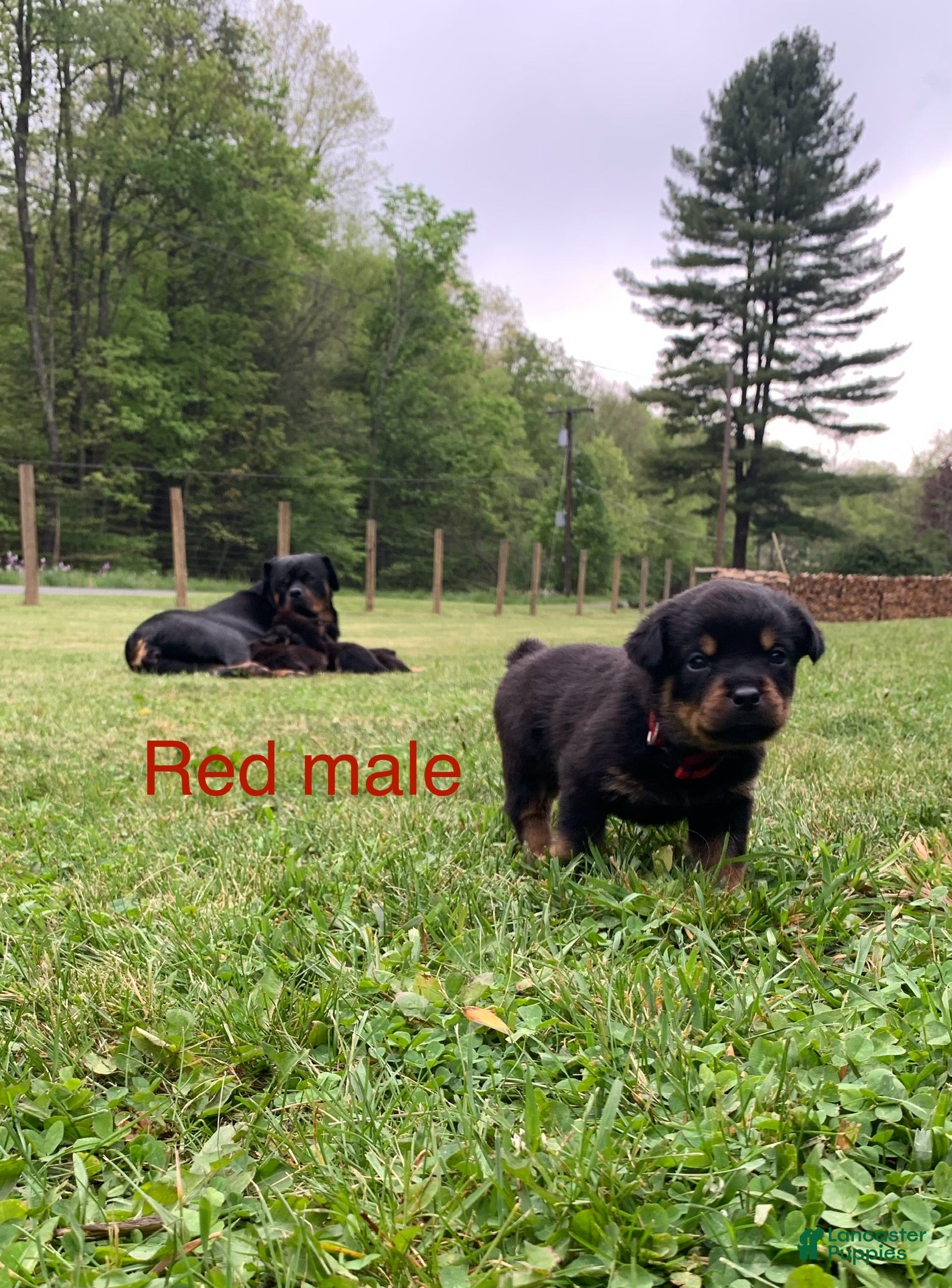 Rottweiler dogs Red Male - Ad 11