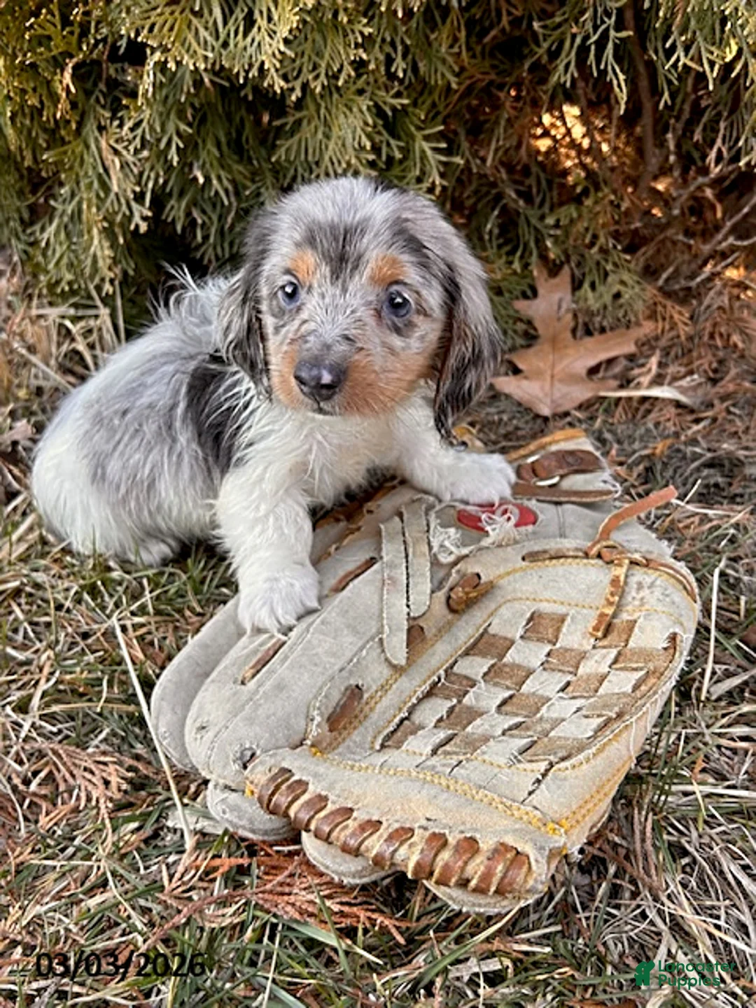 Dachshund dogs for sale: Cosmo  - Ad 3