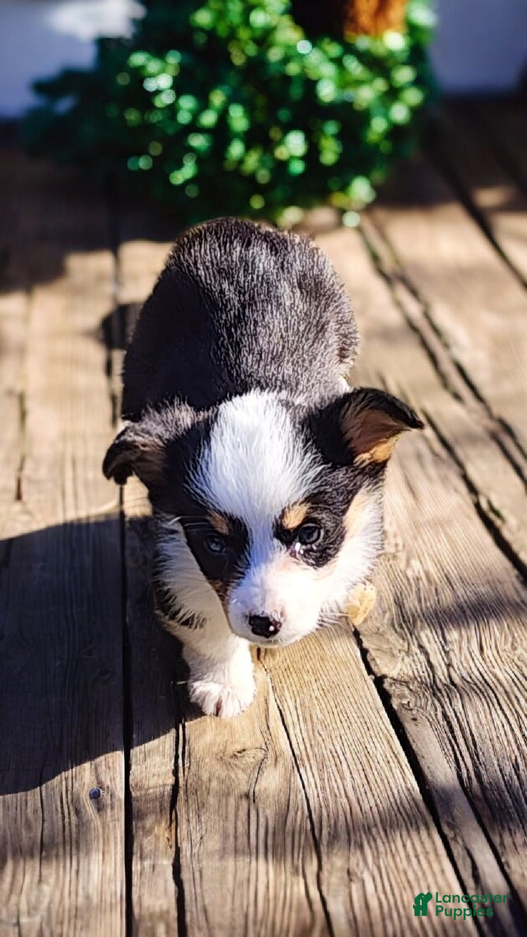 Welsh Corgi Pembroke dogs for sale: Bambi blue eye tri - Ad 10