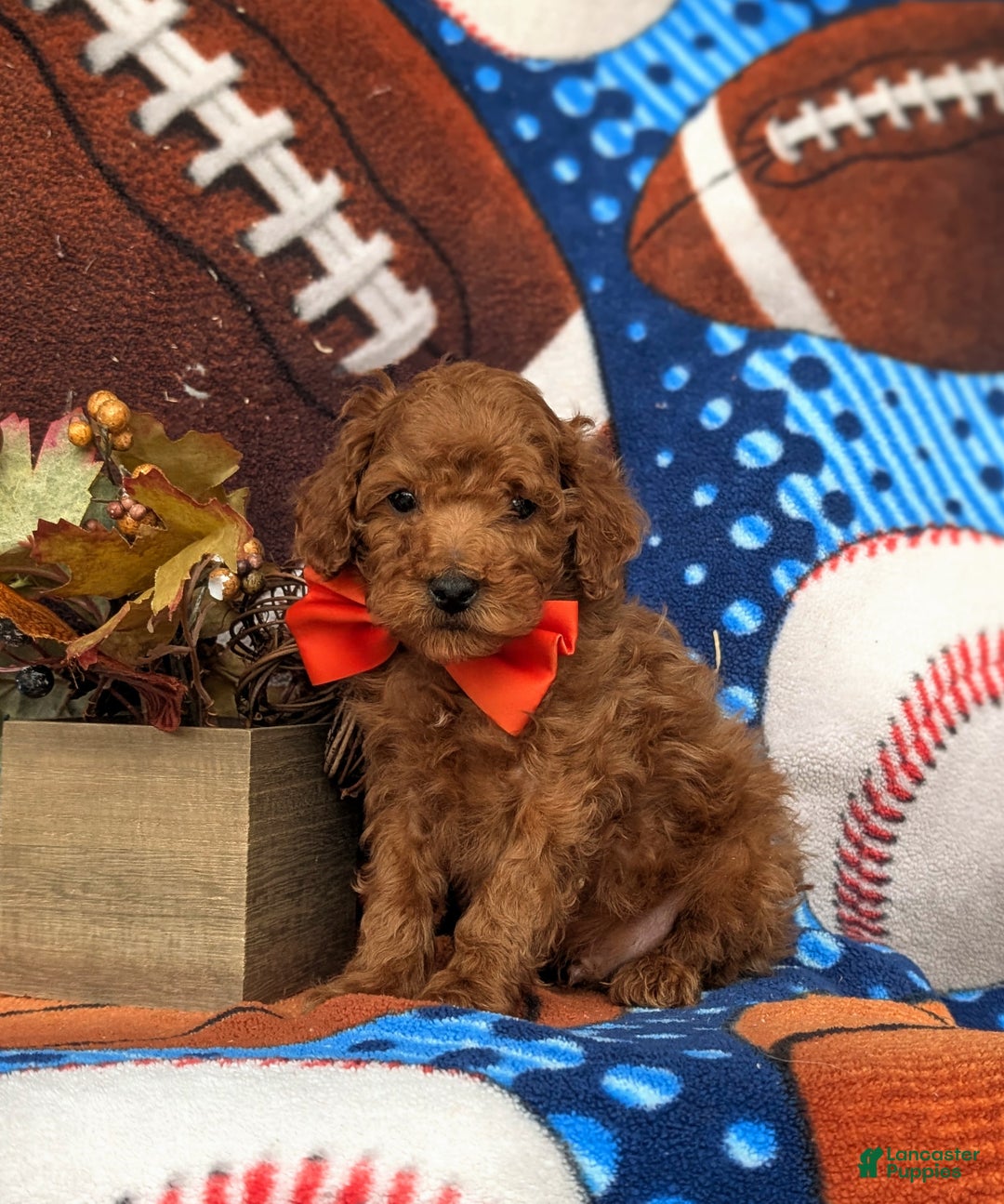 Toy Poodle dogs for sale: Tilman - Ad 3