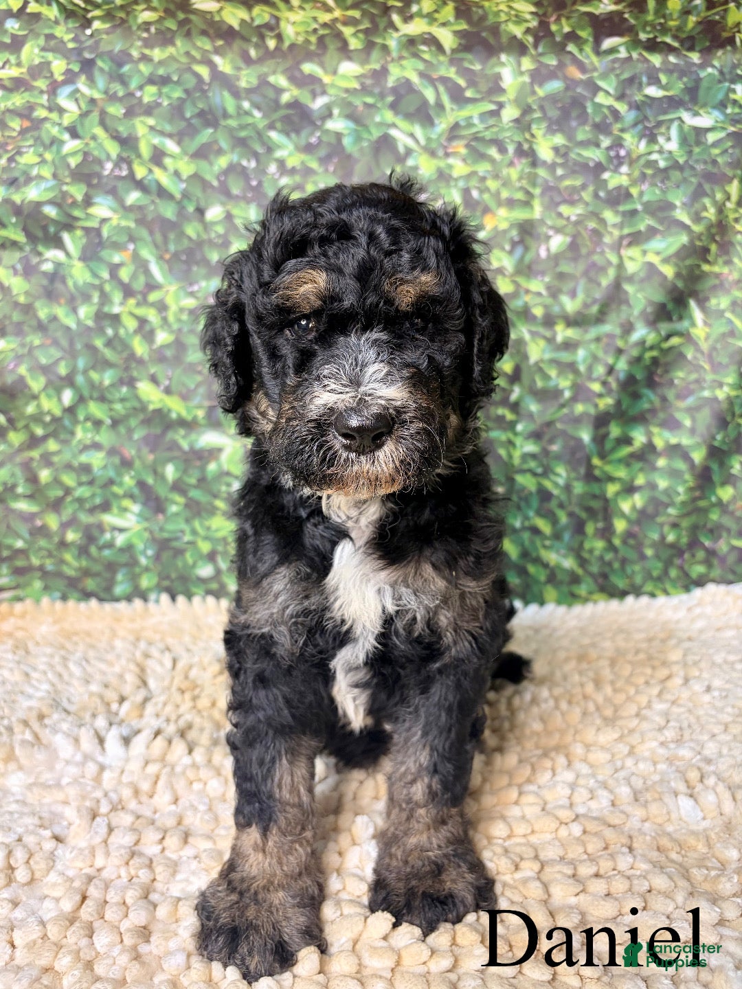 Bernedoodle dogs Daniel - Ad 2
