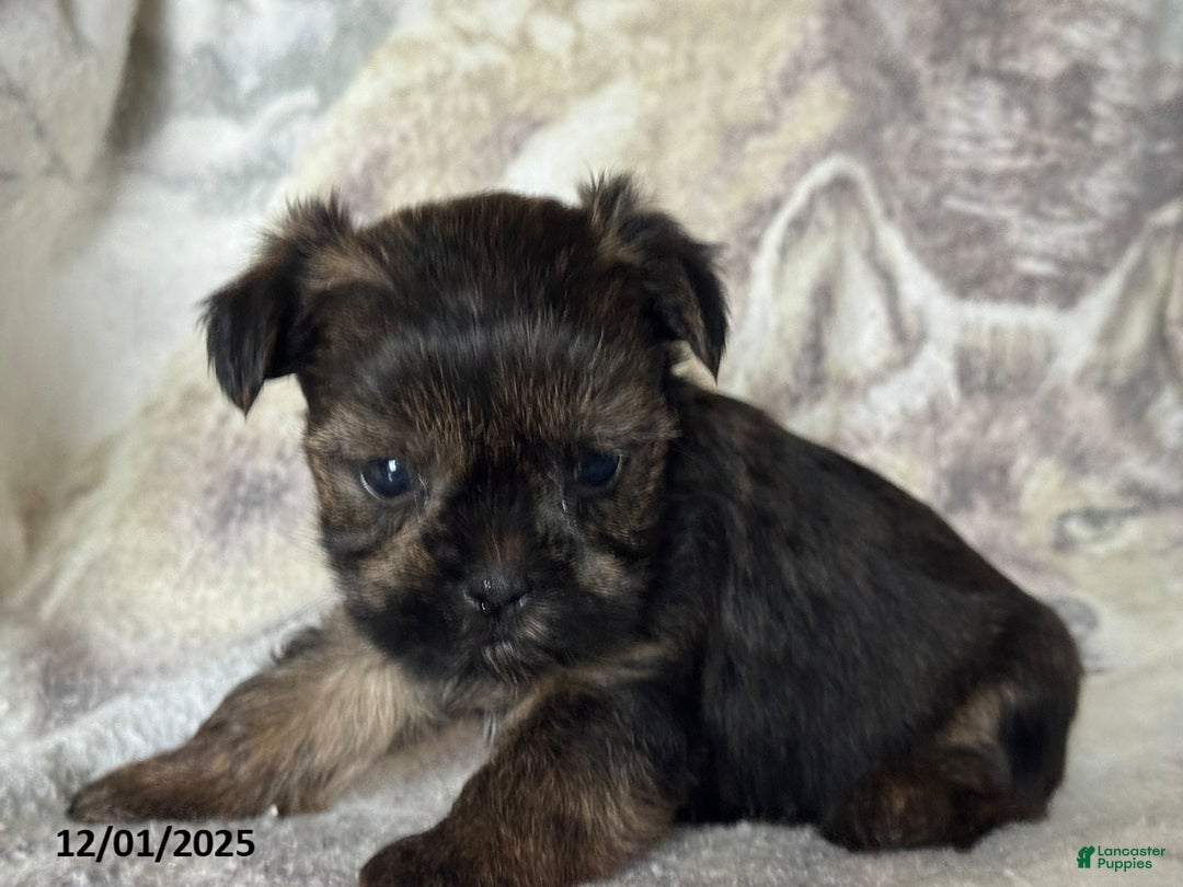 Shorkie dogs for sale: Little Fido - Ad 4