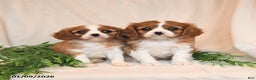 Cavalier King Charles Spaniel dogs for sale: Everett - Ad 5