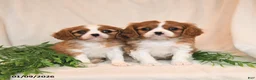 Cavalier King Charles Spaniel dogs for sale: Everett - Ad 5