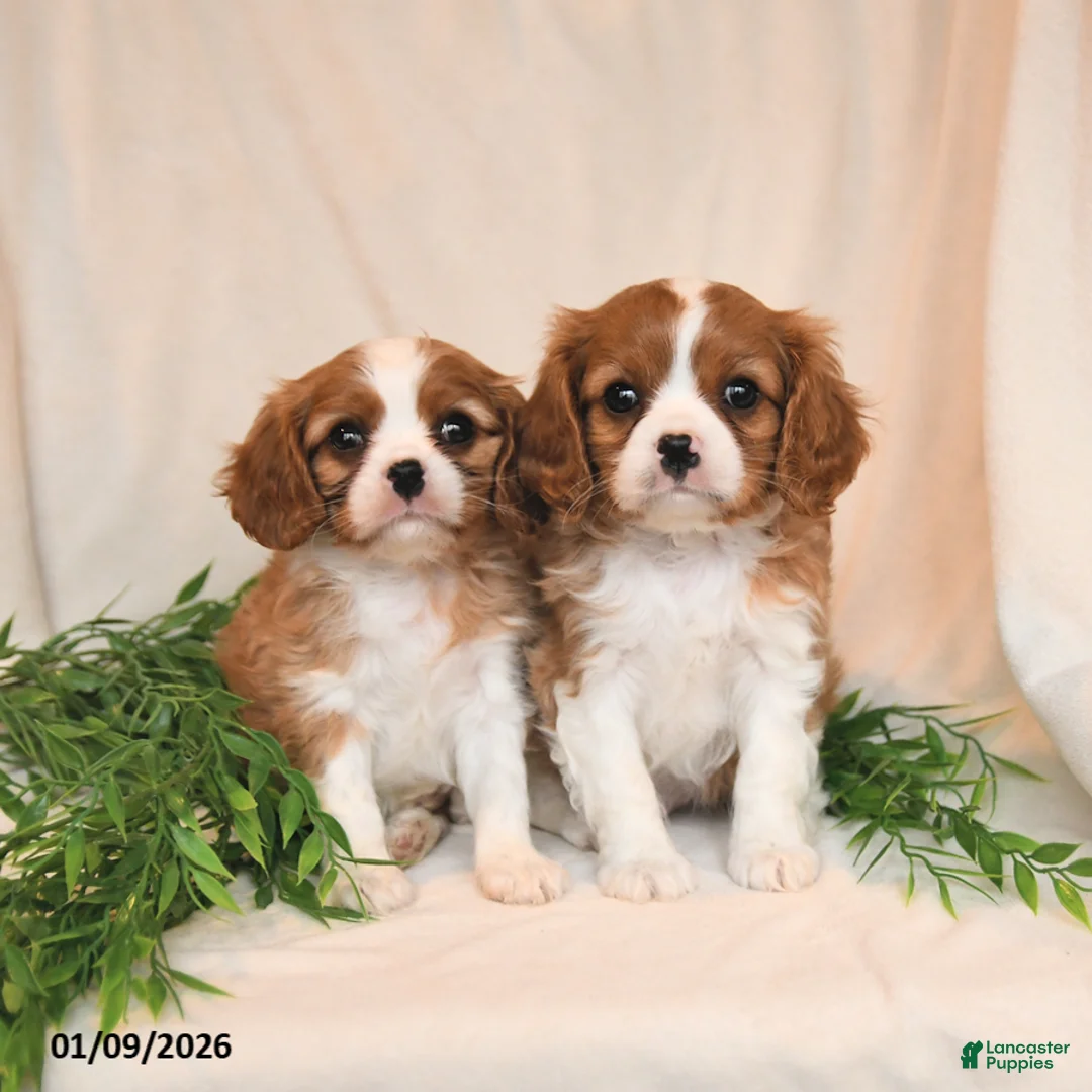 Cavalier King Charles Spaniel dogs for sale: Everett - Ad 5