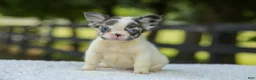 French Bulldog dogs for sale: Kelly - Ad 7