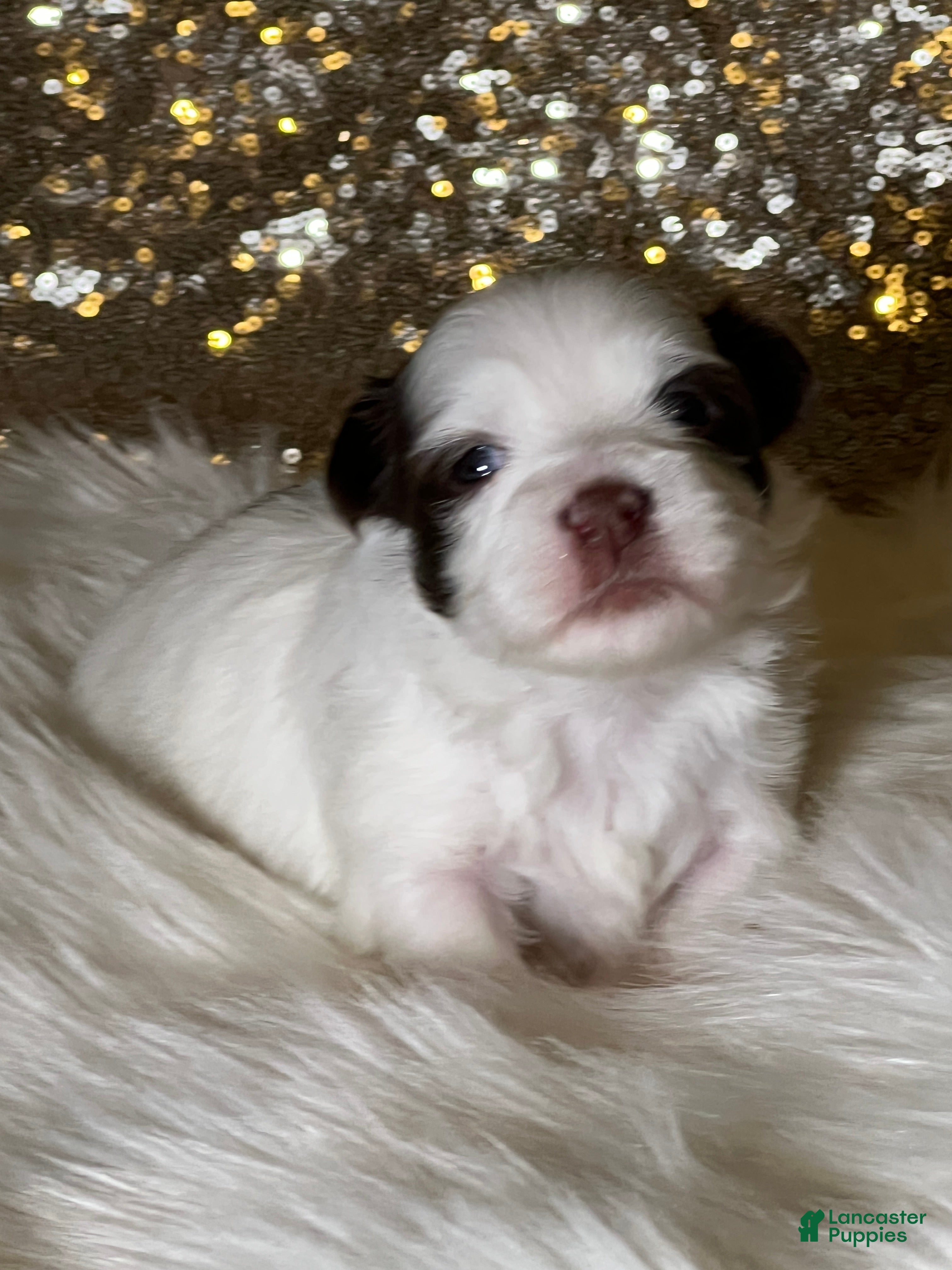 Havanese dogs Panda Girl - Ad 42