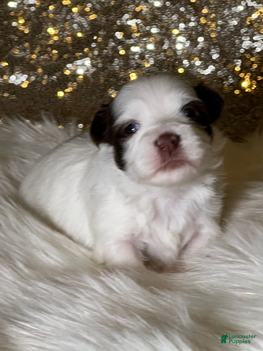 Havanese dogs for sale: Panda Girl - Ad 1