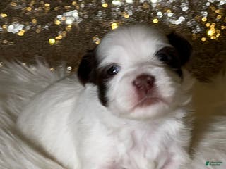 Havanese dogs Panda Girl - Ad 37