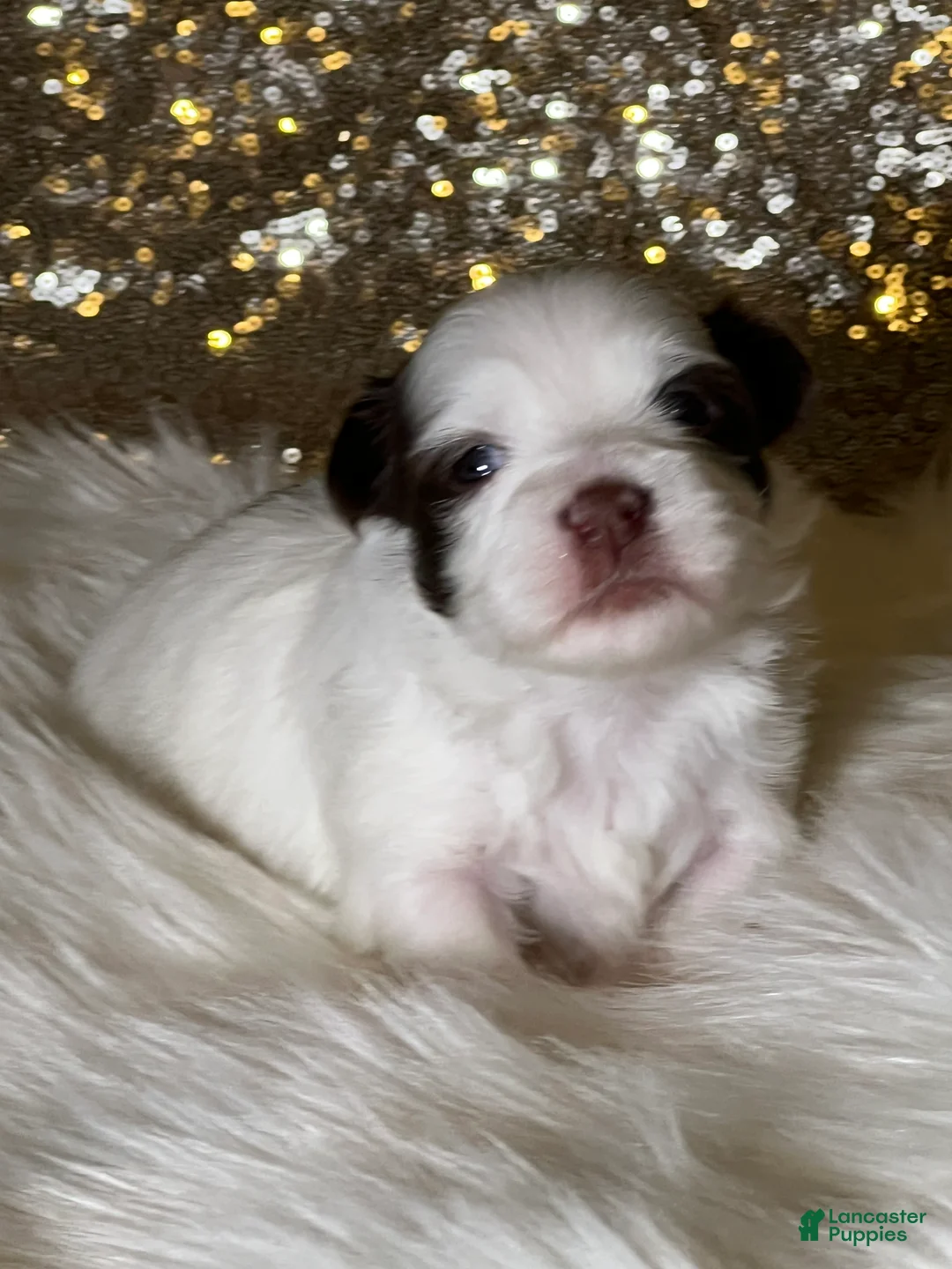 Havanese dogs for sale: Panda Girl - Ad 2