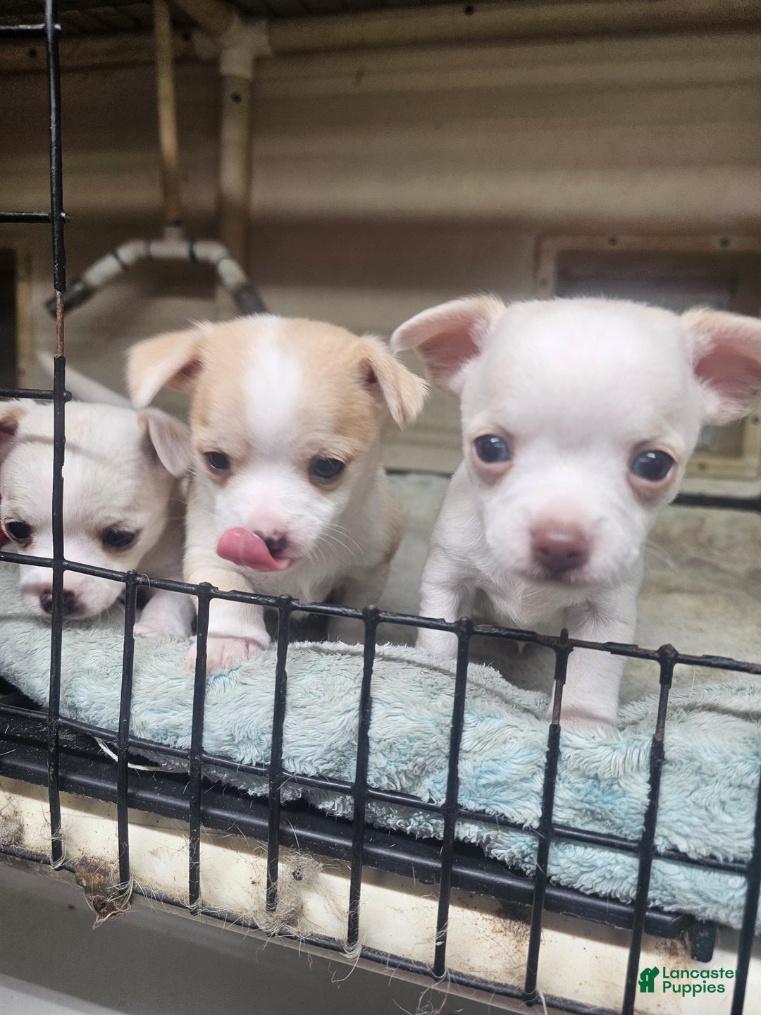 Chihuahua dogs for sale: Porky - Ad 7