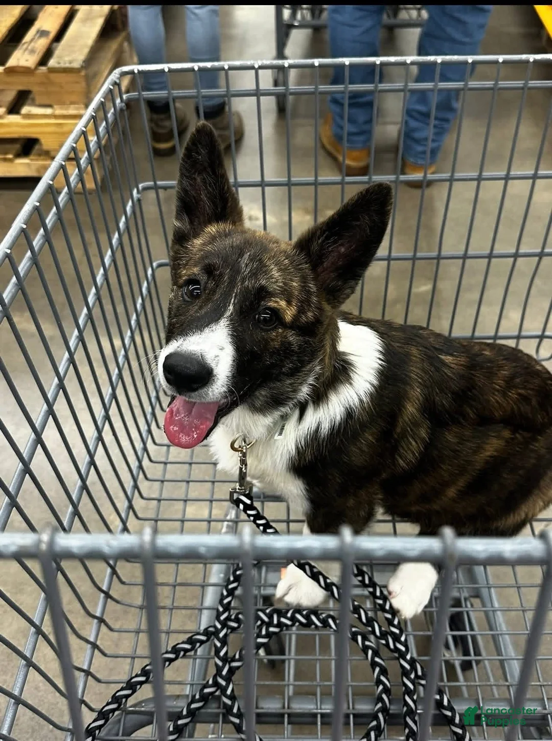 Mixed Breed dogs for sale: Beau  - Ad 2