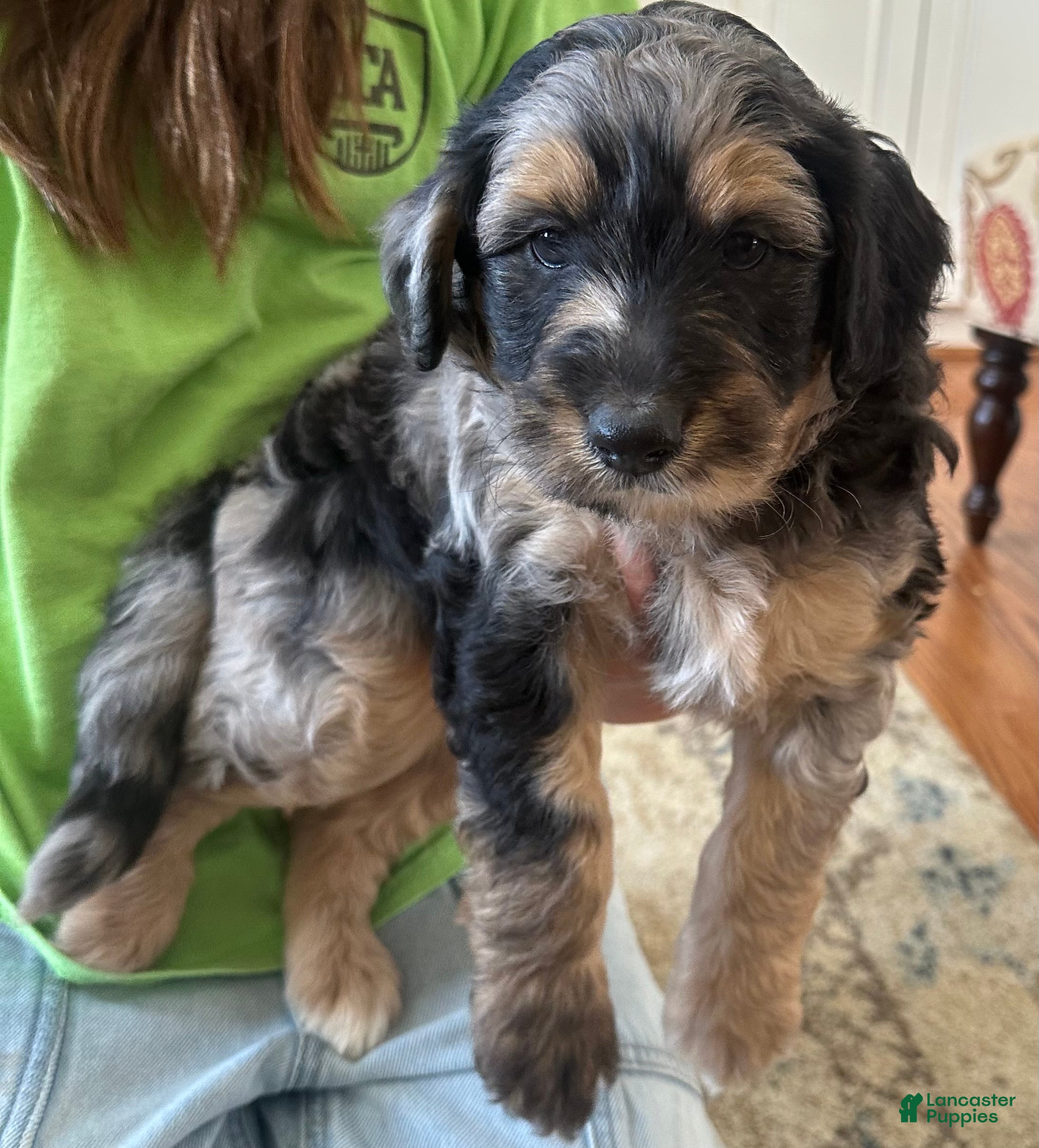 Aussiedoodle dogs Aussiedoodle Puppy 1 - Ad 31