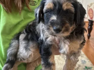 Aussiedoodle dogs Aussiedoodle Puppy 1 - Ad 31