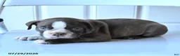 Boston Terrier dogs for sale: Bill - Ad 3