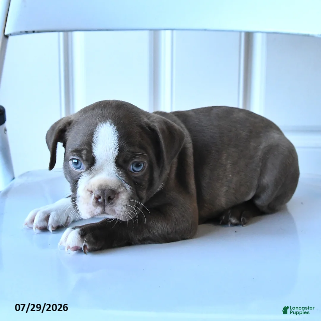 Boston Terrier dogs for sale: Bill - Ad 3