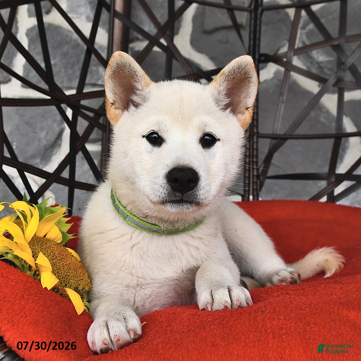 Shiba Inu dogs Oliver - Ad 1