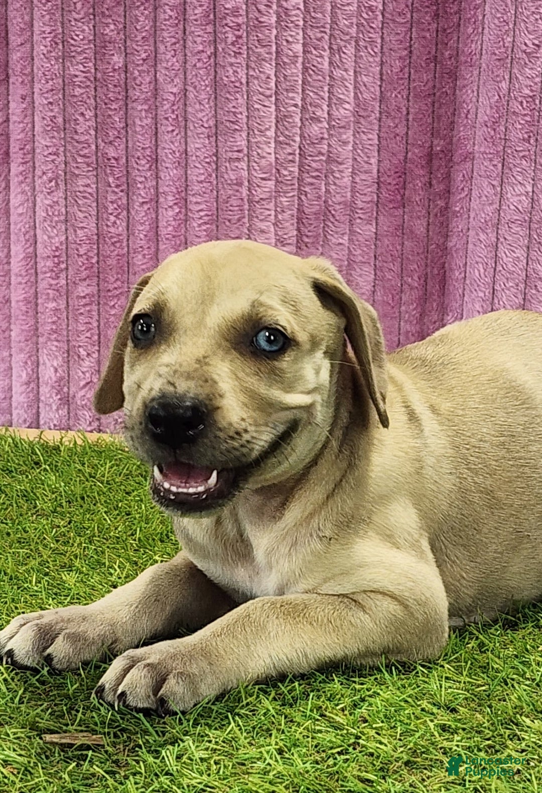 Catahoula Leopard Dog dogs for sale: Duchess 2025 Female 2 - Ad 8