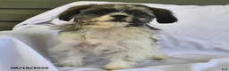 Shih Tzu dogs for sale: Mary Beth - Ad 4