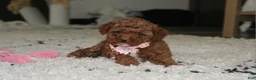 Toy Poodle dogs for sale: Blaire - Ad 2