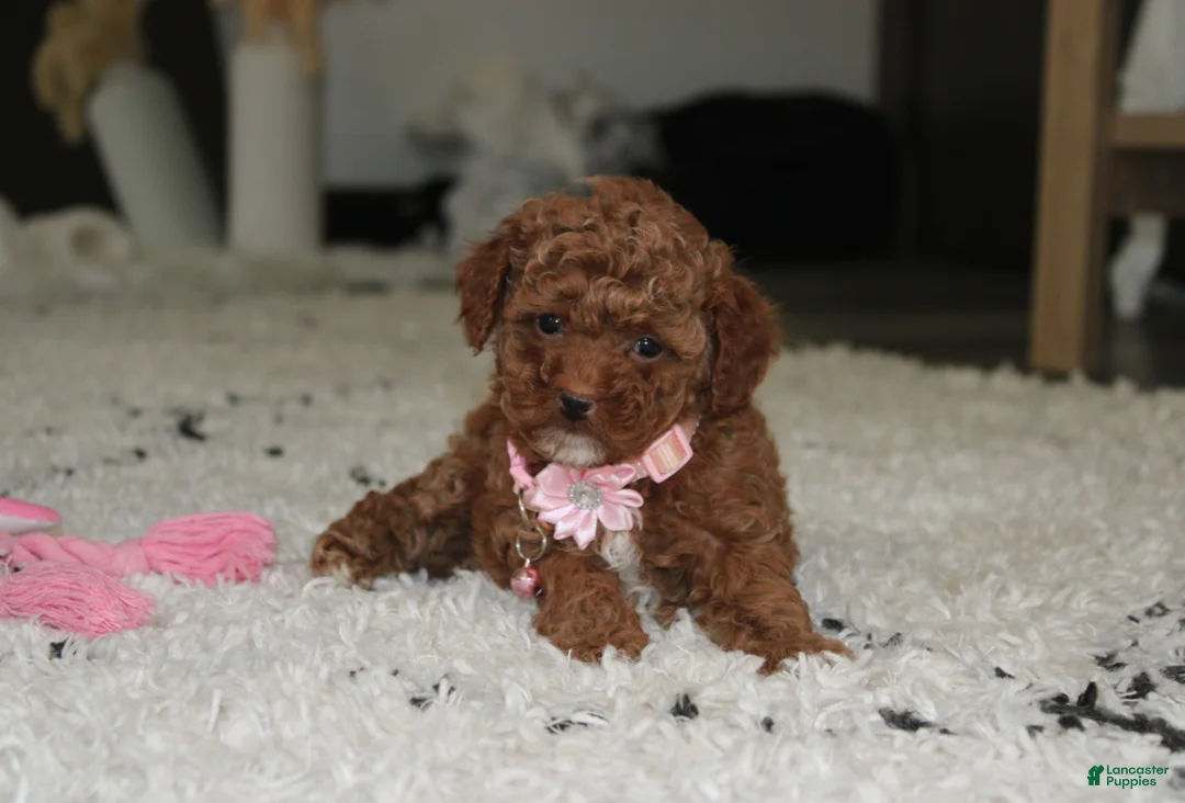 Toy Poodle dogs for sale: Blaire - Ad 2