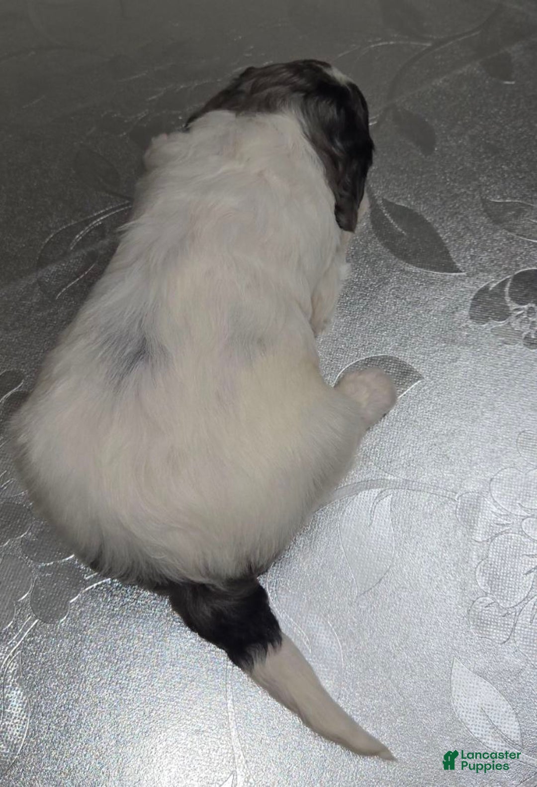 Mini Goldendoodle dogs for sale: Blaze - Ad 5