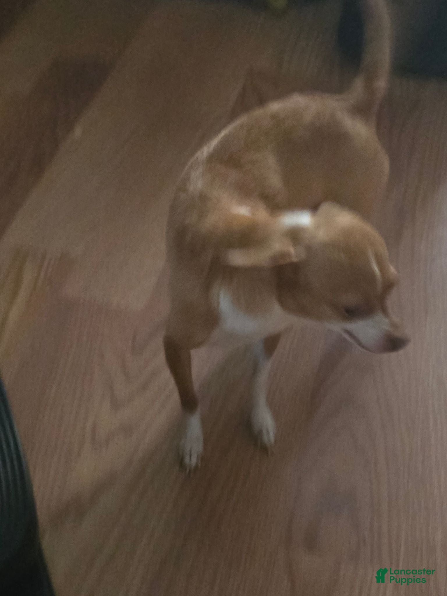 Chihuahua dogs Chihuahua 3 - Ad 2