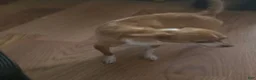 Chihuahua dogs for sale: Chihuahua 1 - Ad 2