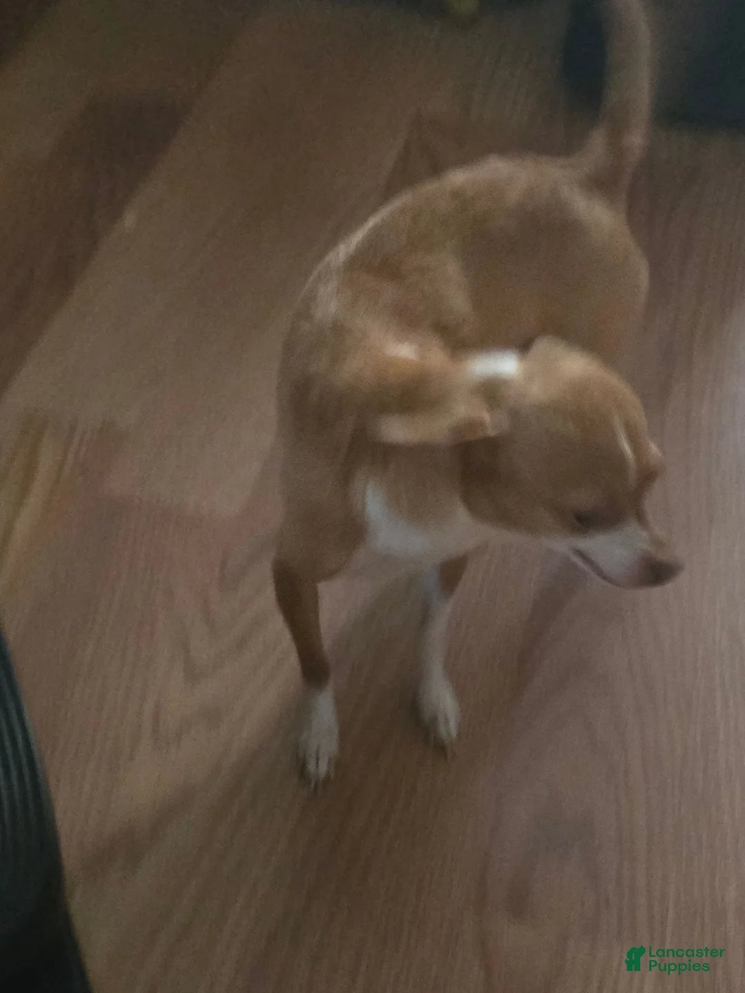 Chihuahua dogs for sale: Chihuahua 1 - Ad 2