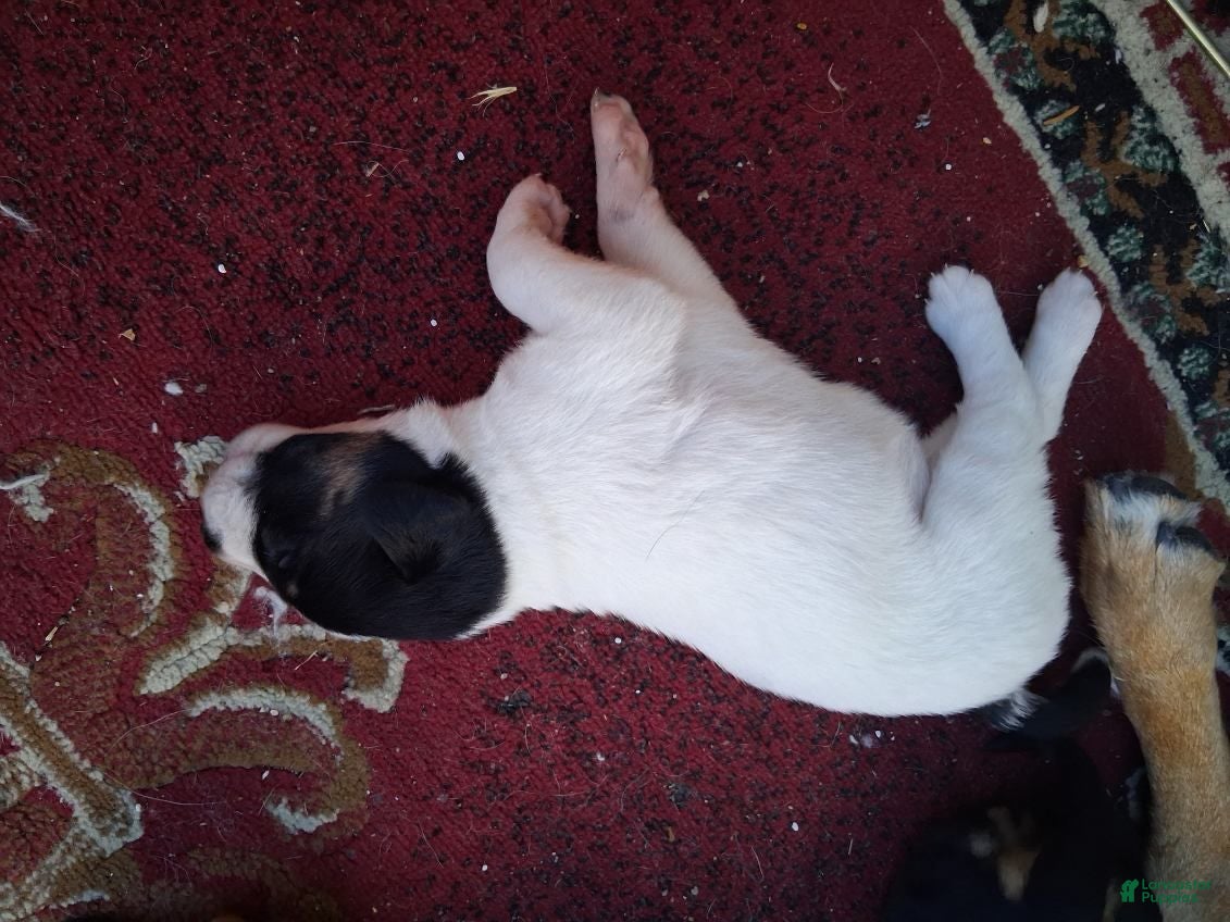 Mixed Breed dogs Mixed Breed 1 - Ad 41