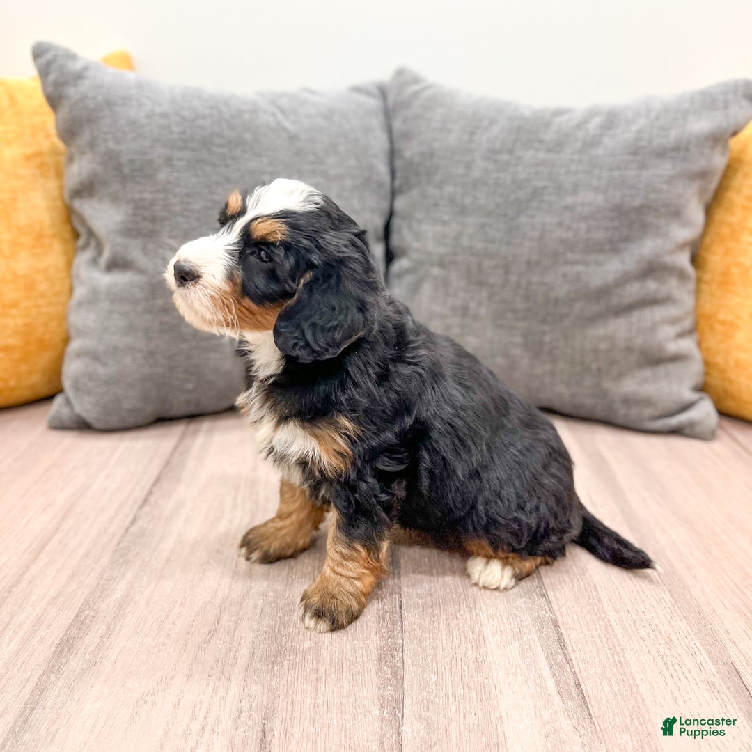 Mini Bernedoodle dogs for sale: Skye - Ad 4