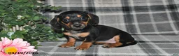 Miniature Dachshund dogs for sale: Charlotte - Ad 4